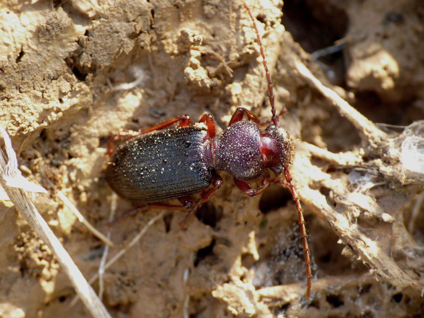 femmine di Carterus calydonius e Carterus cfr rotundicollis